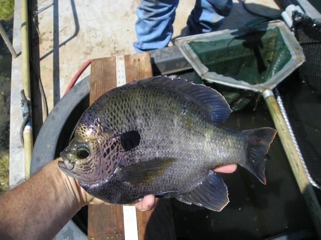 Bluegill AES Fact Sheet No. 33 19 Bluegill (Lepomis macrochirus) are known as bream to many, bluegill are the backbone of forage production for largemouth bass lakes.