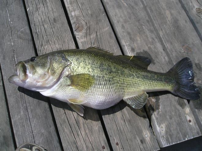 Largemouth Bass AES Fact Sheet No. 35 21 Largemouth Bass (Micropterus salmoides) are the preferred game fish in the U.S. providing exciting fishing for anglers.