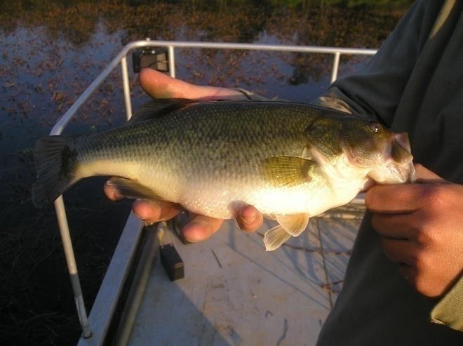 Largemouth bass begin to spawn when the water temperature reaches 63-68 F, normally once a year in the early spring before bluegill begin to spawn. Average lifespan of largemouth bass is ten years.