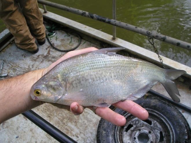 Gizzard Shad AES Fact Sheet No. 38 22 Gizzard Shad: Gizzard shad are an ideal forage for producing trophy size largemouth bass.