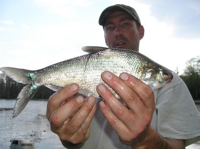 Gizzard shad are primarily filter feeders but they will feed on detritus as well on the lake bottom. Gizzard shad produce great forage for larger largemouth bass but they pose risks as well.