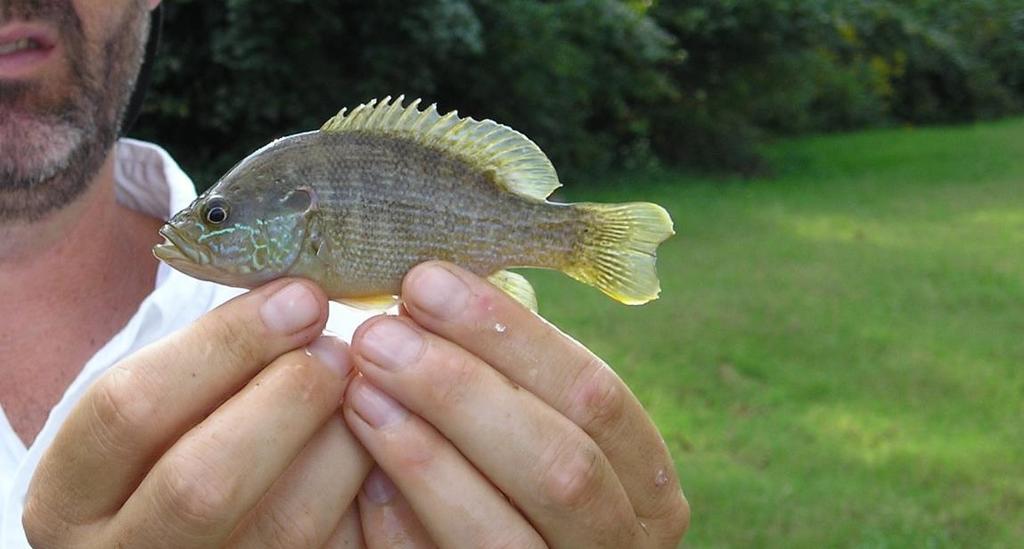 Green Sunfish AES Fact Sheet No. 52 23 Green Sunfish (Lepomis cyanellus) compete with bluegill for forage but have a marginal reproductive rate in comparison.