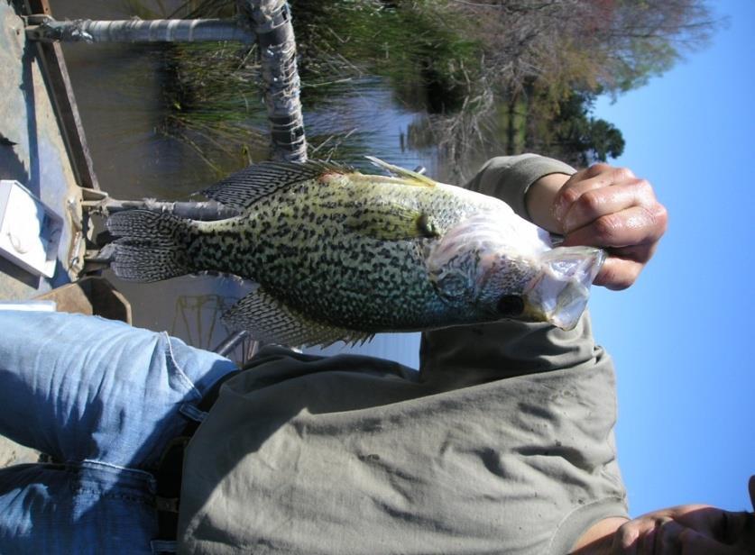 Black Crappie AES Fact Sheet No. 46 25 Black Crappie (Pomoxis nigromaculatus) are a desirable species for many fishermen. However, they can have a negative impact on the fishery.