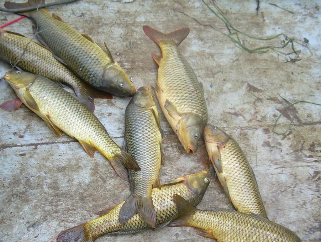 Common Carp AES Fact Sheet No. 42 26 Common Carp (Cyprinus carpio) grow very large and are of no benefit to the lake.