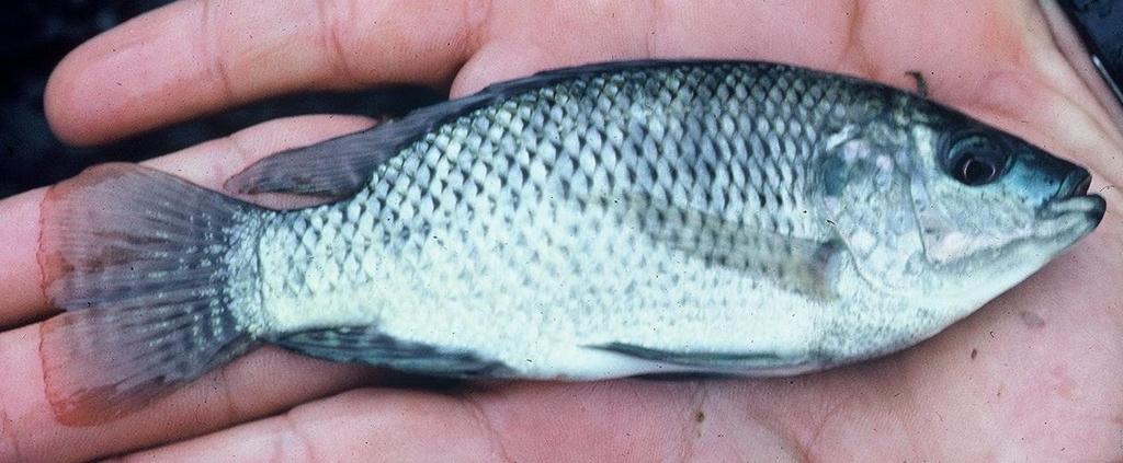 Tilapia AES Fact Sheet No. 212 Blue Tilapia (Oreochromis aureus) are the most cold tolerant of the tilapias, surviving in water temperatures 45 degrees.