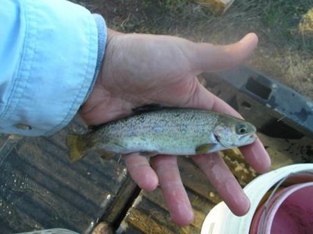 Rainbow trout will in 75 o and when stocked in November they will provide six months or more of bass forage and/or fishing opportunities before dying in the summer heat.