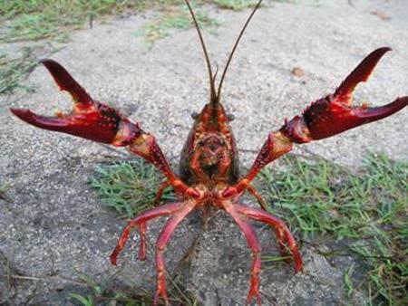 Crawfish AES Fact Sheet No. 55 29 Crawfish: Provide a high protein forage item for largemouth bass at a fraction of the cost of comparable high protein forage items such as rainbow trout.