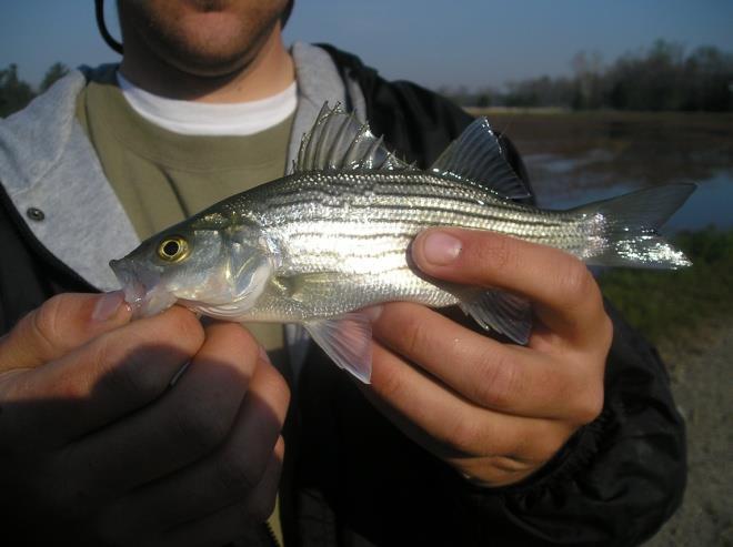 Hybrid Striped Bass AES Fact Sheet No. 45 30 Hybrid Striped Bass (Morone spp.) are also called wipers, sunbass, or just hybrids.