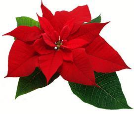 The second way to support the library in November is through a Poinsettia Sale that will run from November 6-16.