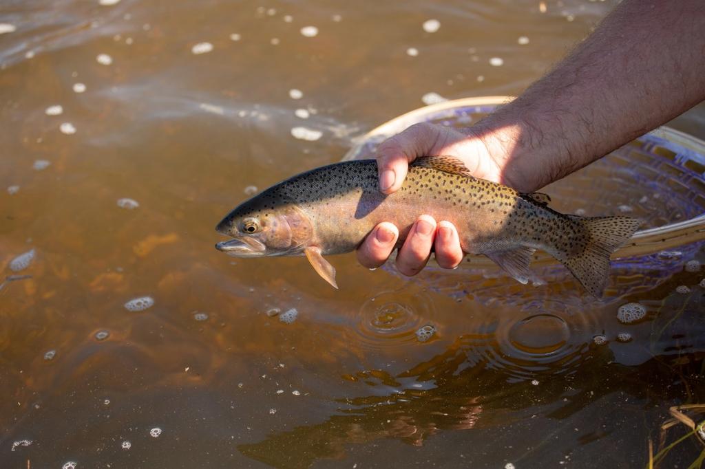 With over 16 miles of river access, Sprague River Ranch is a fisherman s haven.