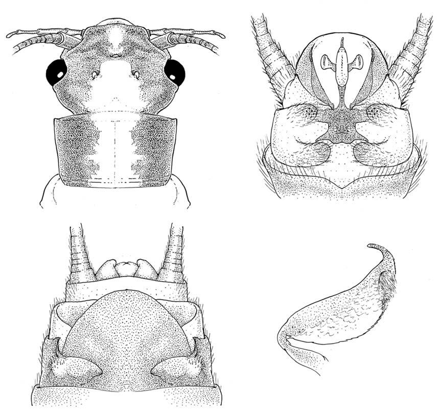 1 2 3 4 Figs. 1-4. Chernokrilus misnomus, (Jolly Giant Creek, California.) 1. Head and pronotum, 2. Male terminalia, dorsal, 3. Female subgenital plate, 4. Male epiproct, lateral.