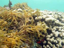 reef cracks & crevices; reducing habitat for fish &