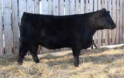 heifer. 110Z is out of 14P Grace that is a full sister to Black ink that was a sale topper for us to Dalrene Farms in Alberta.