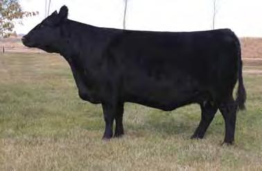 feminine Xcaliber daughter out of Pollyanna 141W. A grand daughter of our super 22P cow.