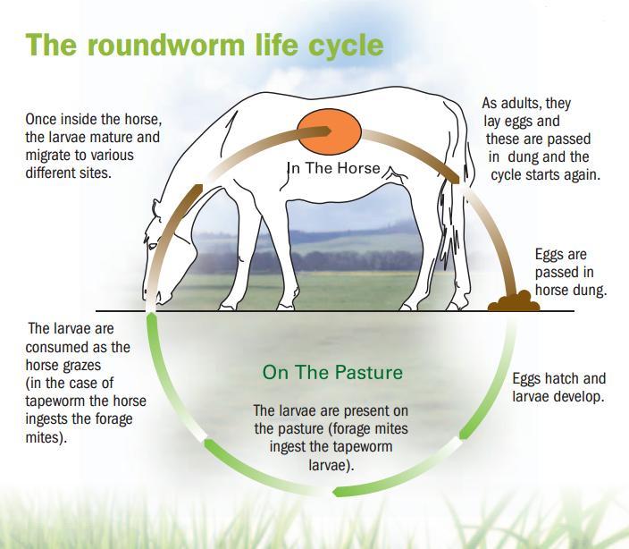 Worm Life Cycle Different types of worm
