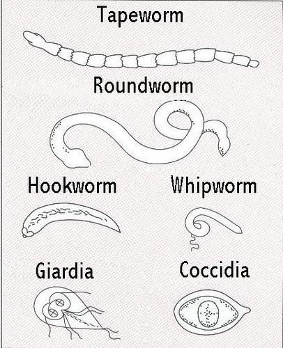 Small Redworms (Cyathastomes) These are the most common worm in most horses.