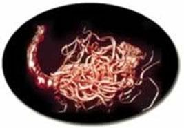 Large Roundworms (Ascarids) Large Redworms (Strongylus) These are now less common but the adults can lead to ill-thrift and worm related disease.