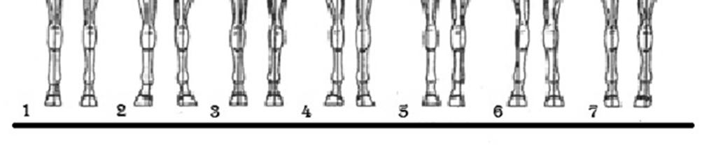 Straight-post legged Knees Sprung (buck kneed) Ideal position-front leg side view 8 Camped Out front leg 10 Narrow Chested - Toes Out 4 Ideal Position Front leg - front