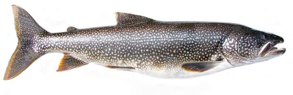 Lake Trout Rehabilitation after 50 Years Self-sustaining populations in most areas Stocking of