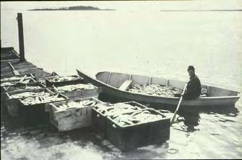 Photo: MN Historical Society Lake Superior Cisco