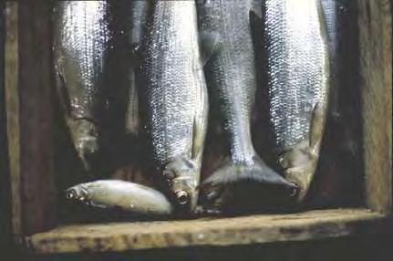 Historically, most abundant native fish Ciscoes