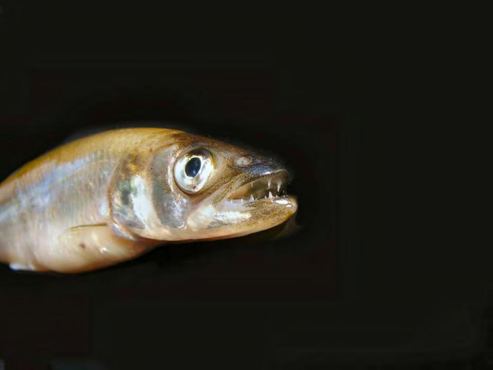 Rainbow Smelt Introduction Introduced into a MI inland lake in 1912 Found in Lake