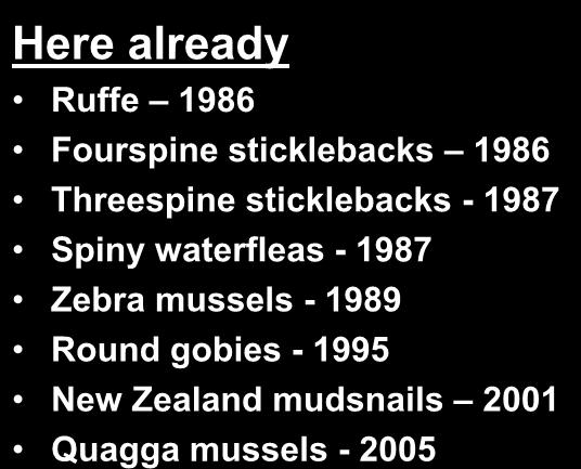 Here already Ruffe 1986 Fourspine