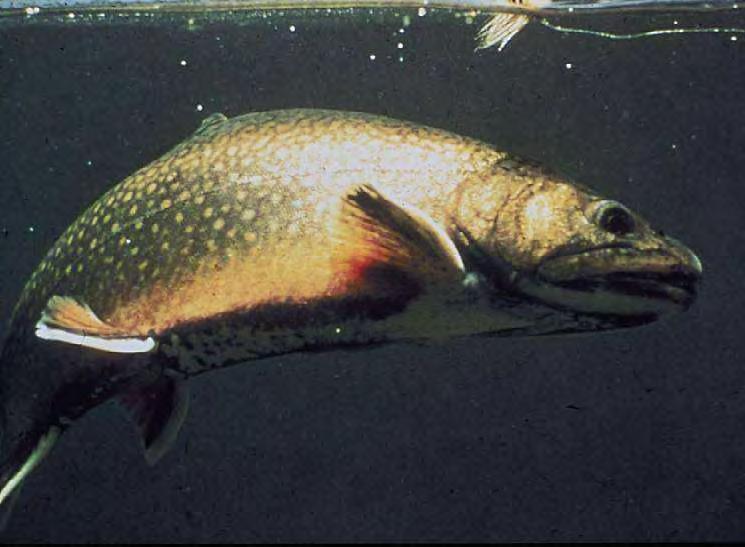 Coaster Brook Trout Lake Superior brook trout remain close to shore