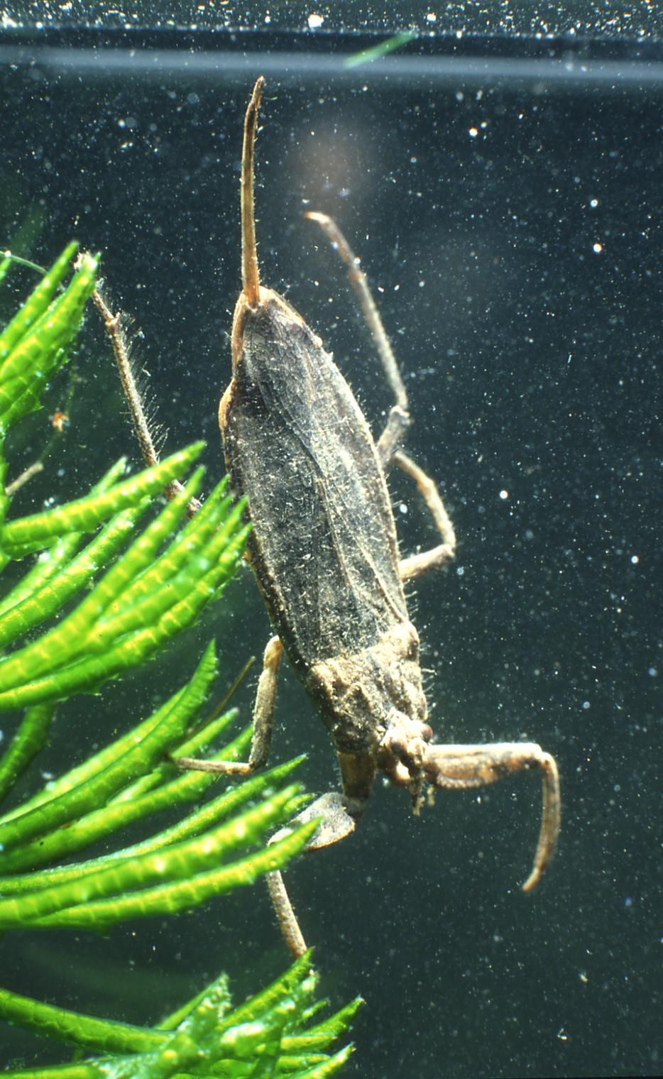 Whilst identification to species of many of the smaller aquatic bugs can be more complicated those described here are fairly straightforward.