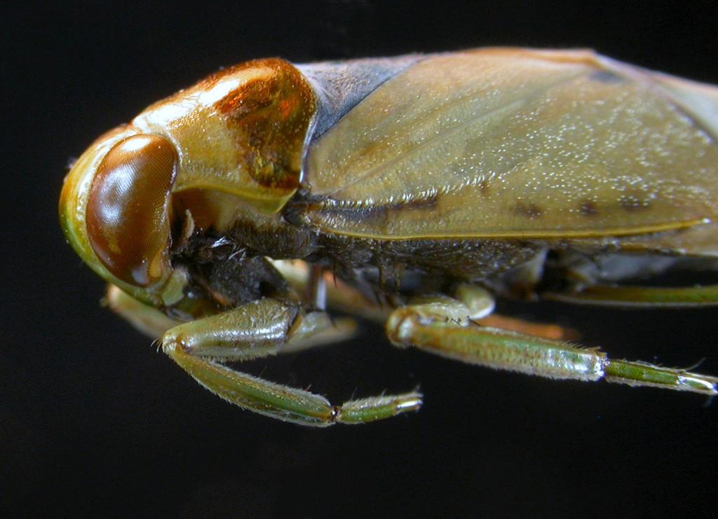 A typical specimen of Notonecta glauca showing the rounded corners of the pronotum A rare specimen of Notonecta maculata with unusually pale markings on the
