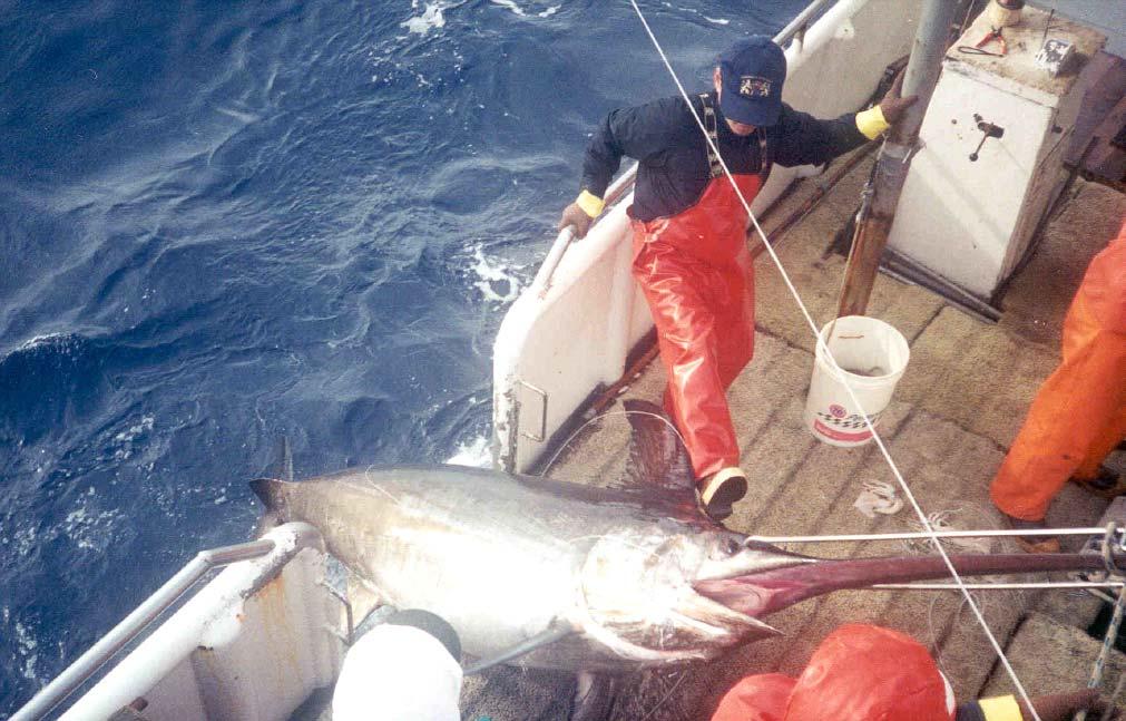 When a fish is encountered the crew gaffs it aboard. Figure 14 sghows a large swordfish being landed onboard a Hawaii-based longline vessel.