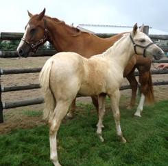 LOT 58 HW SMART LIL FROST Consignor: Huronway Stables Reg QH Filly - HW Smart Lil Frost Apr 03 2013 Reg.