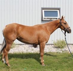 Offering for sale a beautiful 2 Year Old buckskin quarter Horse. She will make a wonderful mare, very flashy and will stand out in a crowd. She is up to date with shots and worming, good for farrier.
