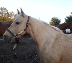 SIRE: SENAMARKS PAINTEDBOY.. DAM: GIFT OLENA. Professionally started registered AQHA palomino quarter horse filly. Baths, ties, grooms a true pleasure to work with. No vices.