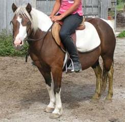 LOT 96 CANDY Consignor: Big Curve Acres Farm PINTO PONY - MARE "Candy" - Brown & White Pinto Pony Mare. 12.2hh, 10 years old. Candy has been used for trail rides.