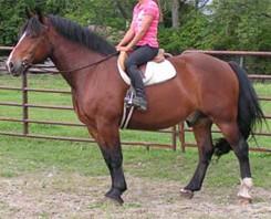 LOT 97 CHARLIE HORSE Consignor: Big Curve Acres Farm CROSSBRED - GELDING "Charlie Horse" - Bay gelding, 8 years old. 16hh.