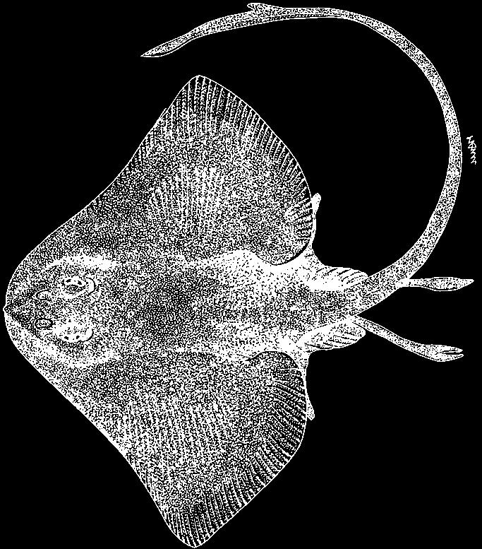 Rajiformes: Rajidae 557 Gurgesiella dorsalifera McEachran and Compagno, 1980 En - Dorsal-fined abyssalskate. Maximum size 53 cm total length; males mature at 42 cm total length.