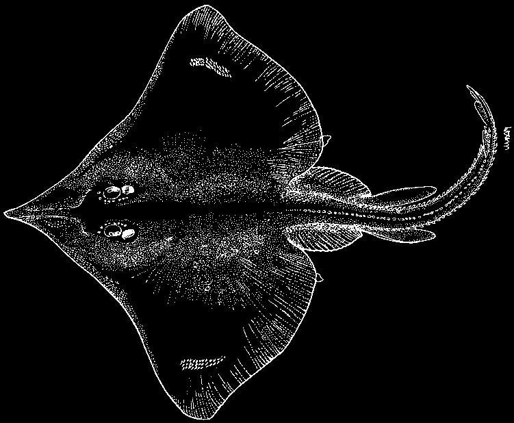 Dipturus teevani (Bigelow and Schroeder, 1951) En - Prickly brown ray; Fr - Raie rugueuse; Sp - Raya piel de lija. Maximum size 84 cm total length; males mature at 63 cm total length.
