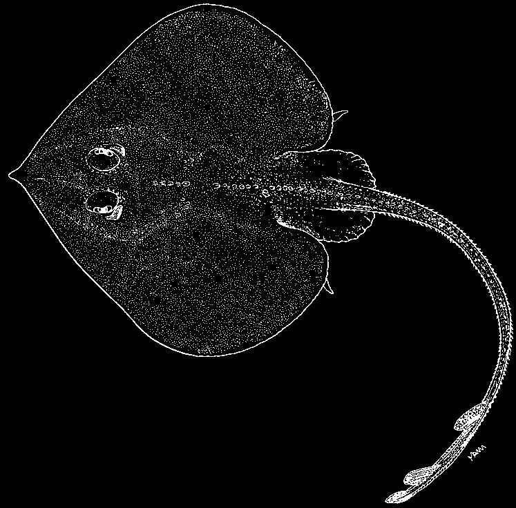 anterior lobe of pelvic fin as long or only slightly shorted than posterior lobe. Distance between dorsal fins about equal to length of first dorsal-fin base.