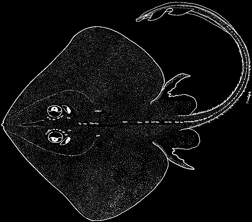 Rajiformes: Rajidae 555 Fenestraja ishiyamai (Bigelow and Schroeder, 1962) En - Ishiyama s windowskate. Maximum size 36 cm total length.benthic along the slope, between 503 and 950 m.
