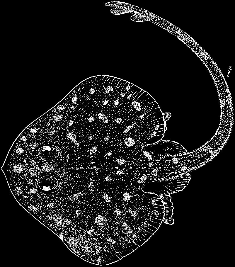 Anterior lobe of pelvic fin as long or only slightly shorter than posterior lobe. Fenestraja plutonia (Garman, 1881) En - Underworld windowskate.