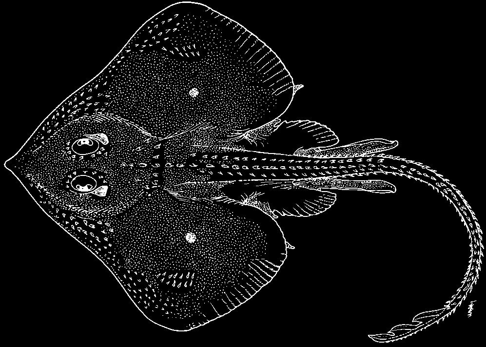556 Batoid Fishes Fenestraja sinusmexicanus (Bigelow and Schroeder, 1950) En - Gulf-of-Mexico windowskate (AFS: Gulf skate).