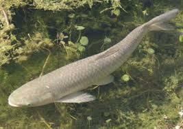 Grass carp (Ctenopharyngodon idella) First imported to the US in 1960s