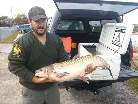 Current Status 12 grass carps have been tagged to date (6 in 2014, 6 in 2015) 9 in Ohio