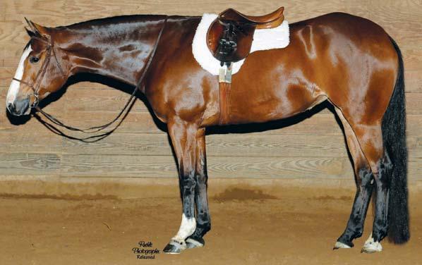 Date Astar For A Nite was purchased as a yearling by La Dene Good-Culp and is a Hunter Under Saddle point earner. Her first colt was also a multiple ABRA World and Congress Champion, Debbie said.