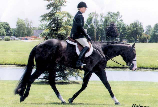 The beautiful extended trot that Regis has displayed to win his many awards in his English classes.