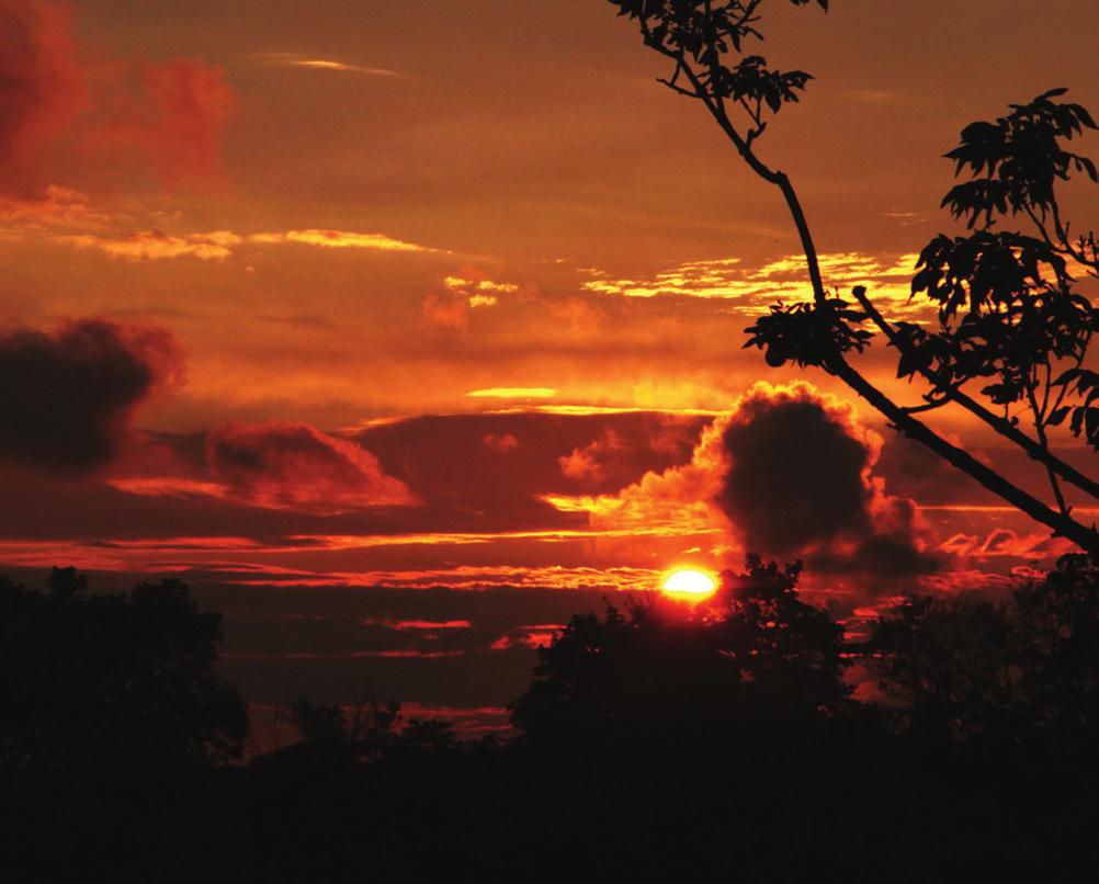 As the sun sets in the jungle, some animals go to sleep. The jungle gets very dark at night. Chapter One Sunset in the Jungle The sunset paints the jungle sky orange, gold, and red.