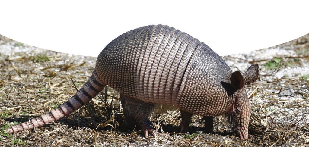 Chapter Two Little Armored One Armadillos are nocturnal jungle animals and spend up to 16 hours a day snoozing. They rest in tall grass or hollow logs. Some dig burrows.