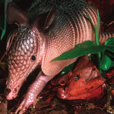 Finding food in the dark is a challenge for these small-eyed animals. Armadillos may have poor eyesight, but they have a strong sense of smell.