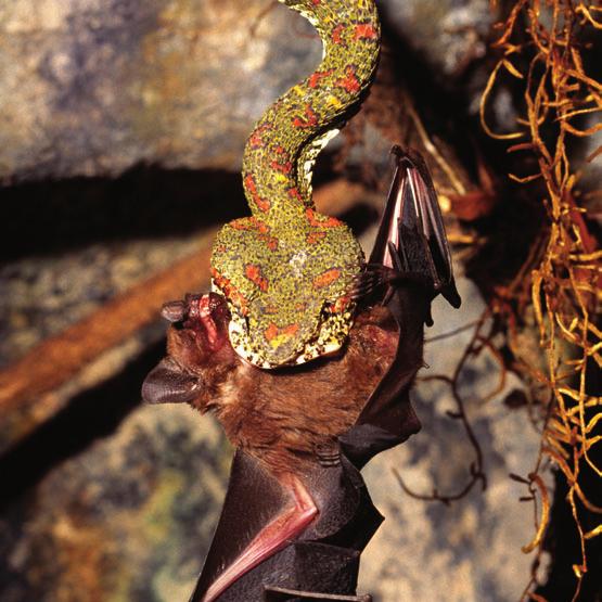 Bats also hunt for insects, frogs, and nectar.